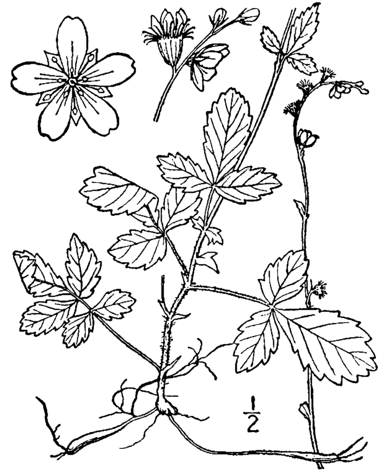 Smallfruit agrimony (Agrimonia microcarpa)