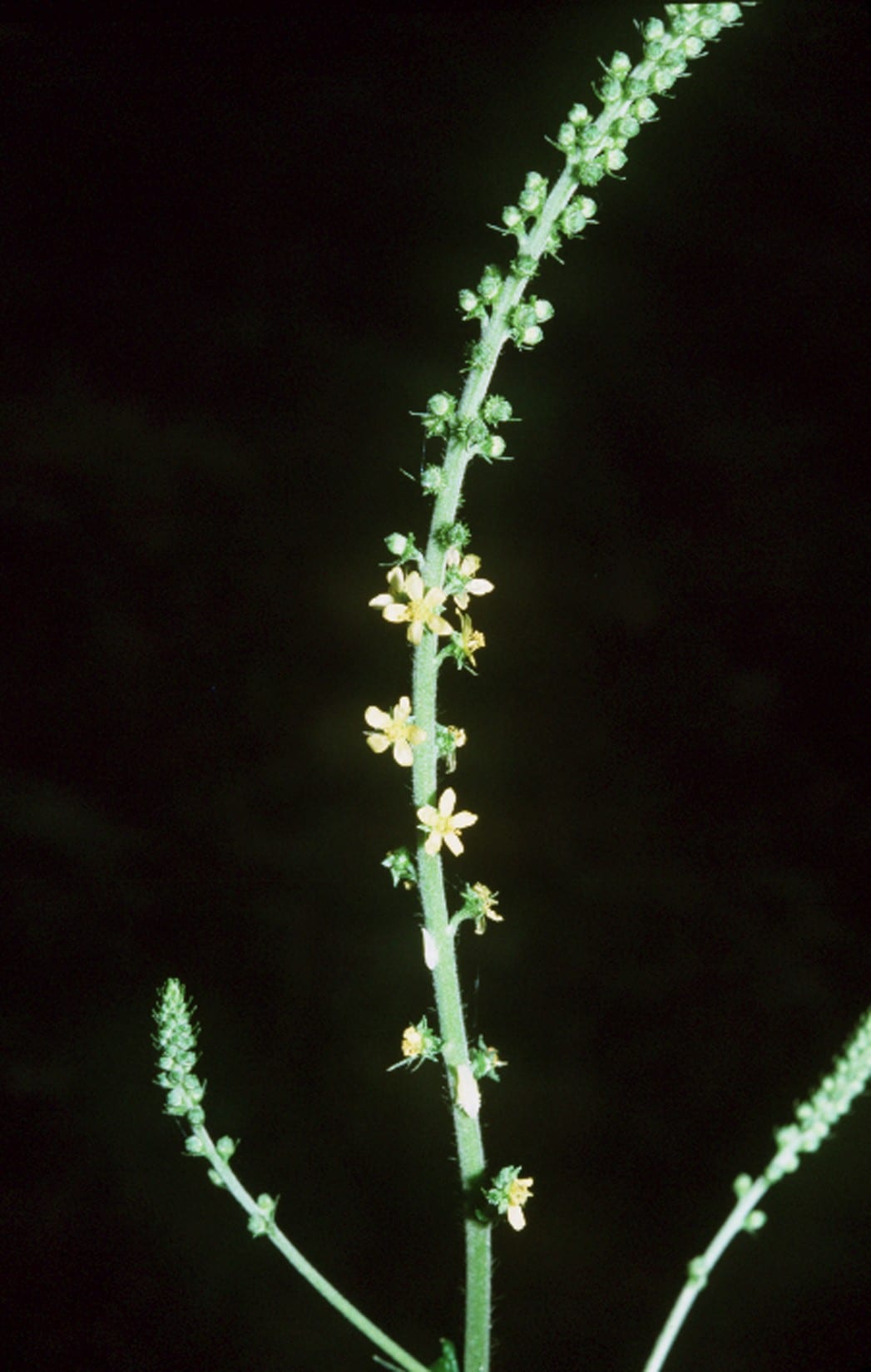 Harvest lice (Agrimonia parviflora)