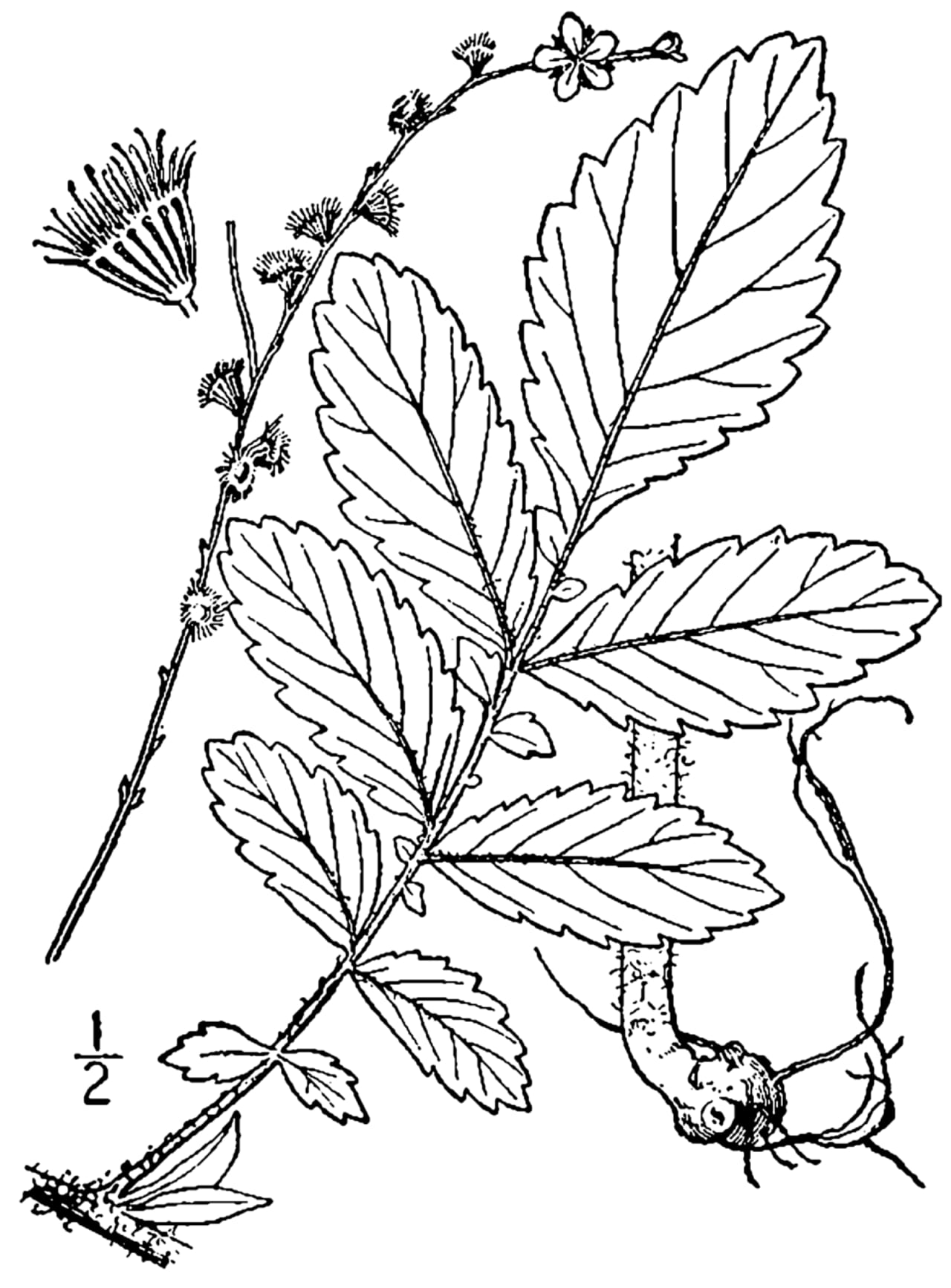 Downy agrimony (Agrimonia pubescens)