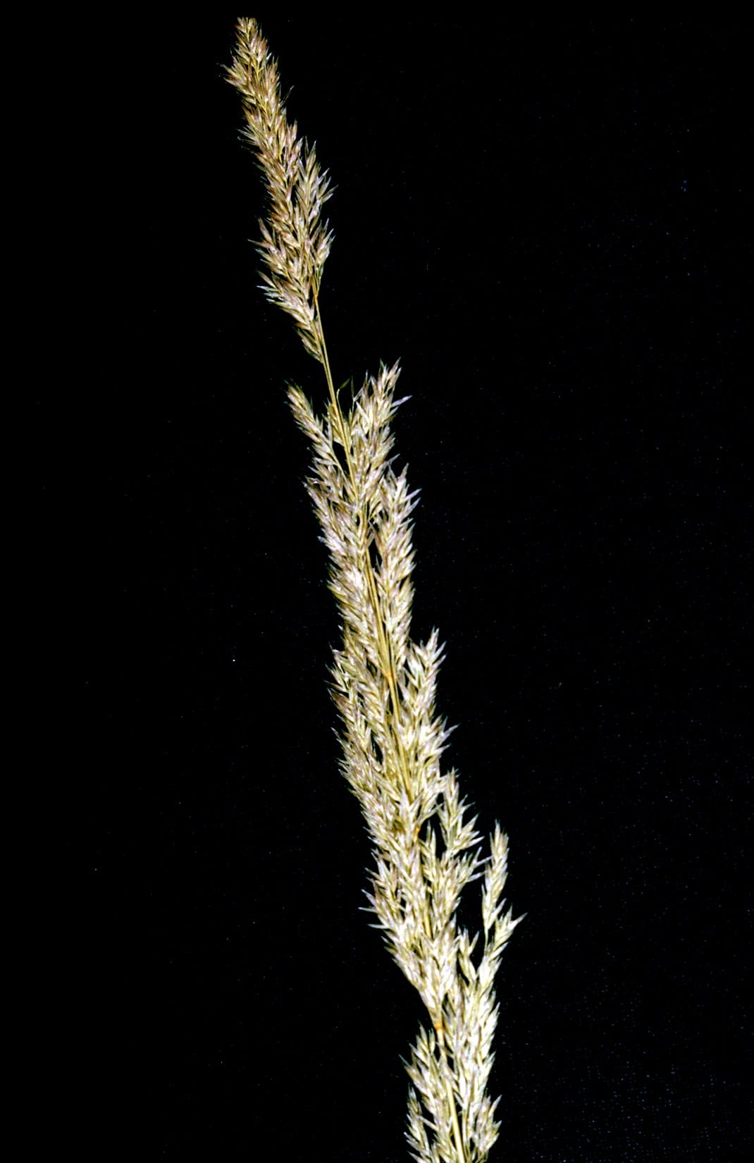 Spike bentgrass (Agrostis exarata)