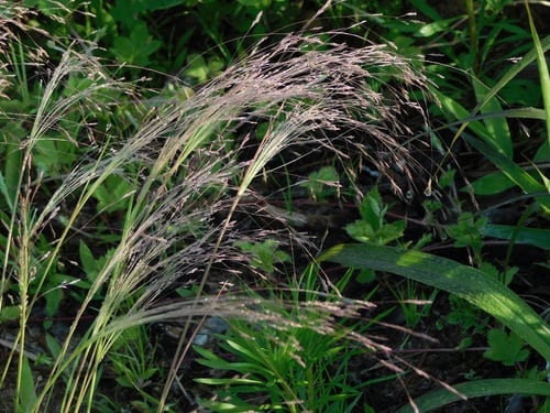 Winter bentgrass (Agrostis hyemalis)