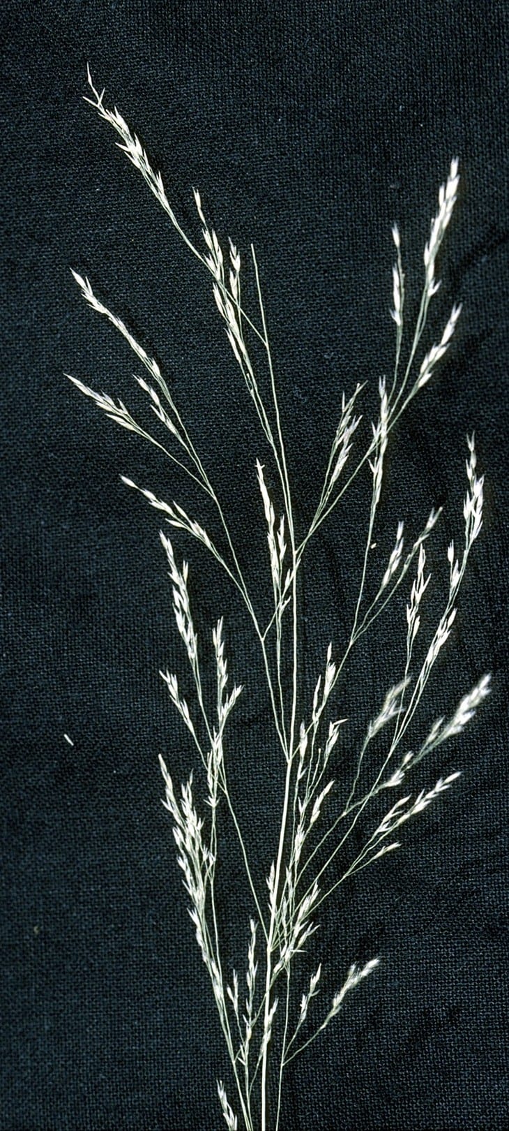 Upland bentgrass (Agrostis perennans)