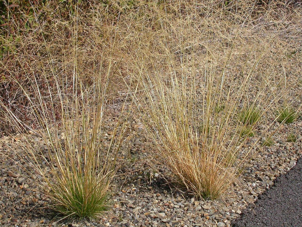 Rough bentgrass (Agrostis scabra)