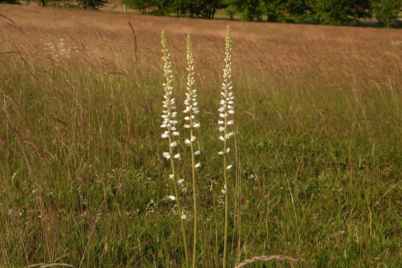 White colicroot (Aletris farinosa)