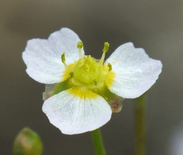Narrowleaf water plantain (Alisma gramineum)