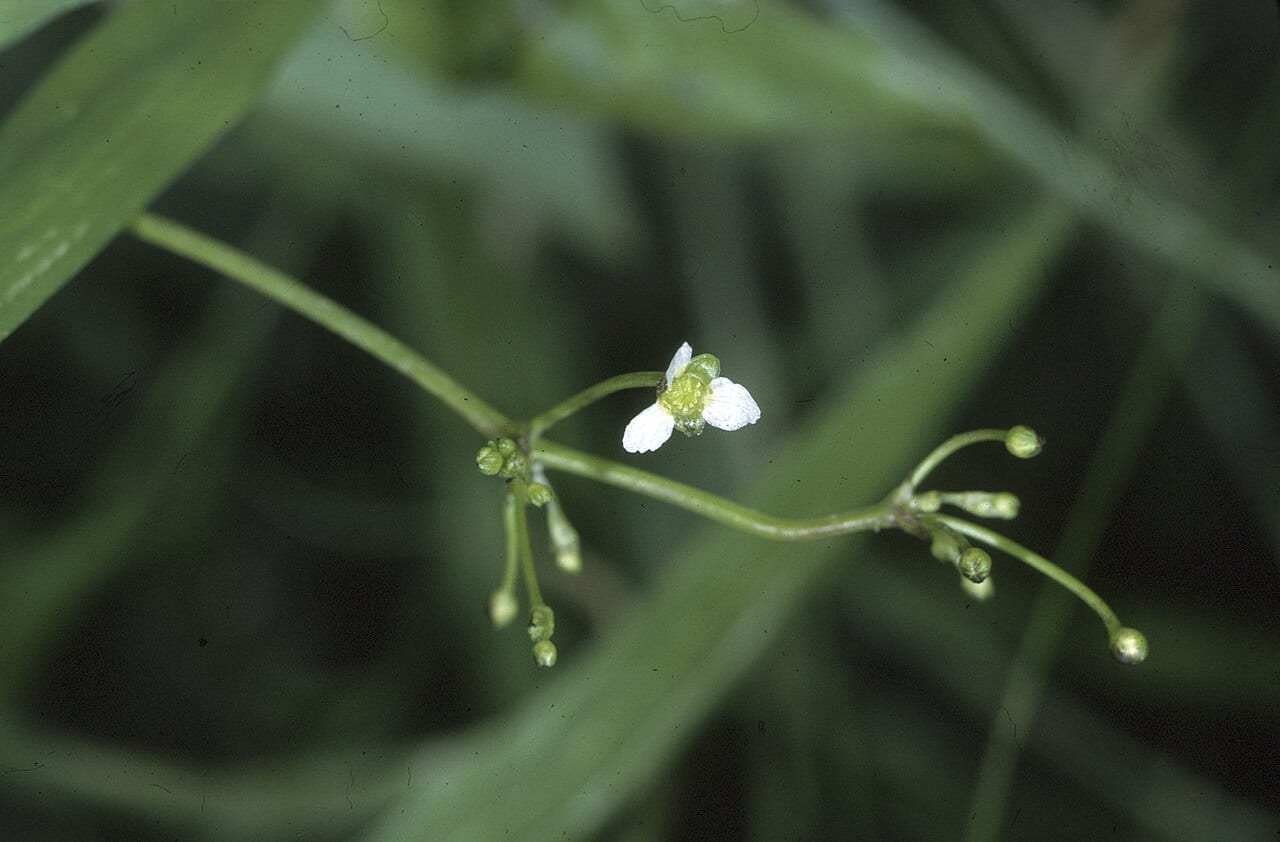 American water plantain (Alisma subcordatum)