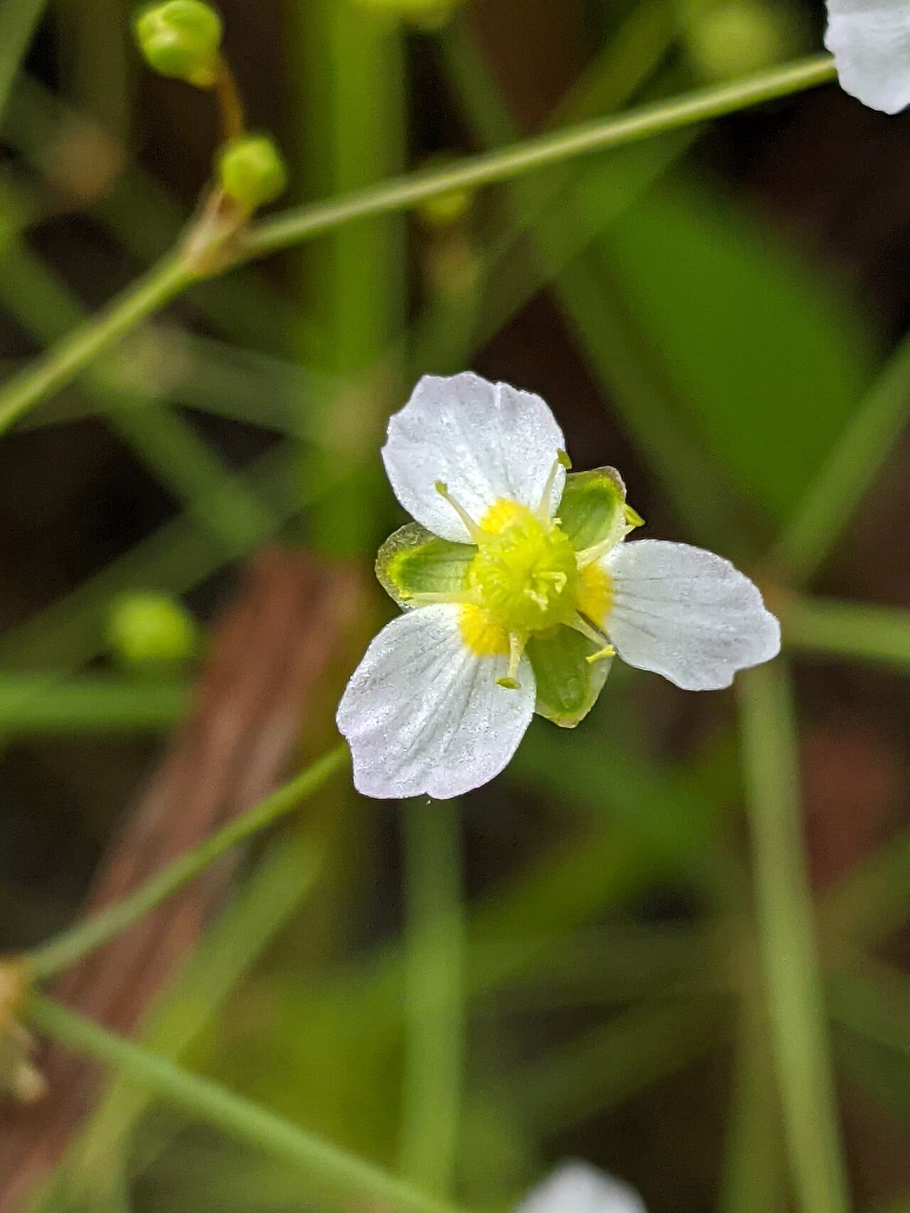 Northern water plantain (Alisma triviale)