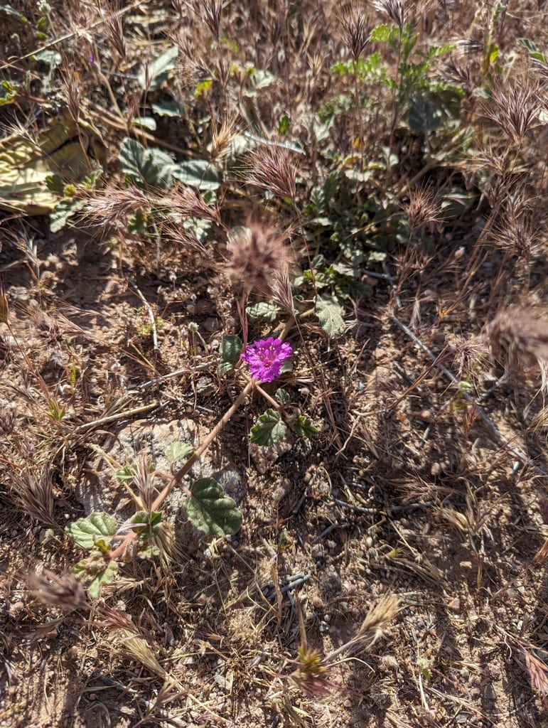 Trailing windmills (Allionia incarnata var. incarnata)