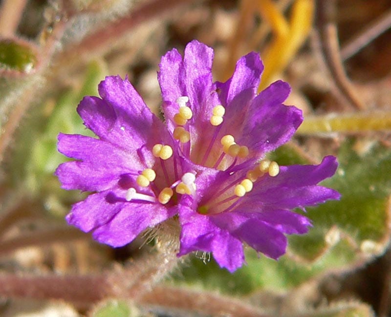 Trailing windmills (Allionia incarnata)