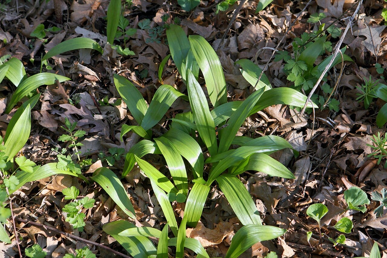 Narrowleaf wild leek (Allium burdickii)