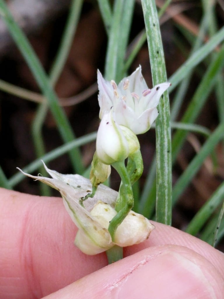 Meadow garlic (Allium canadense var. lavandulare)