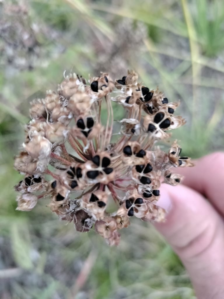 Nodding onion (Allium cernuum var. cernuum)