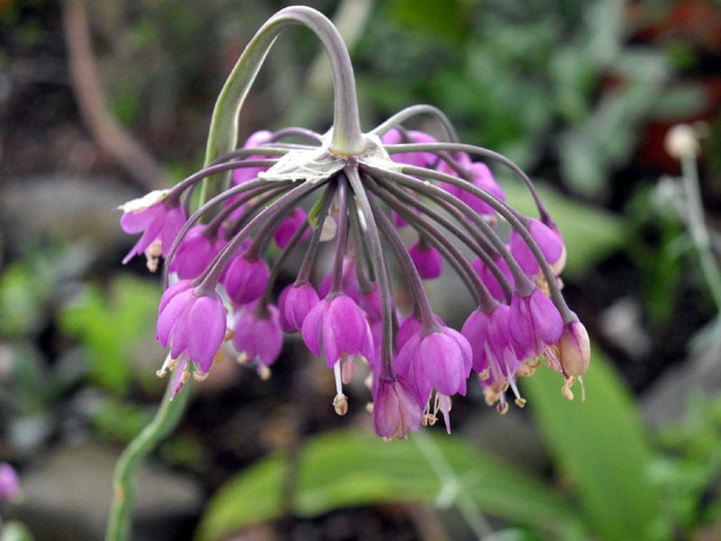 Nodding onion (Allium cernuum)