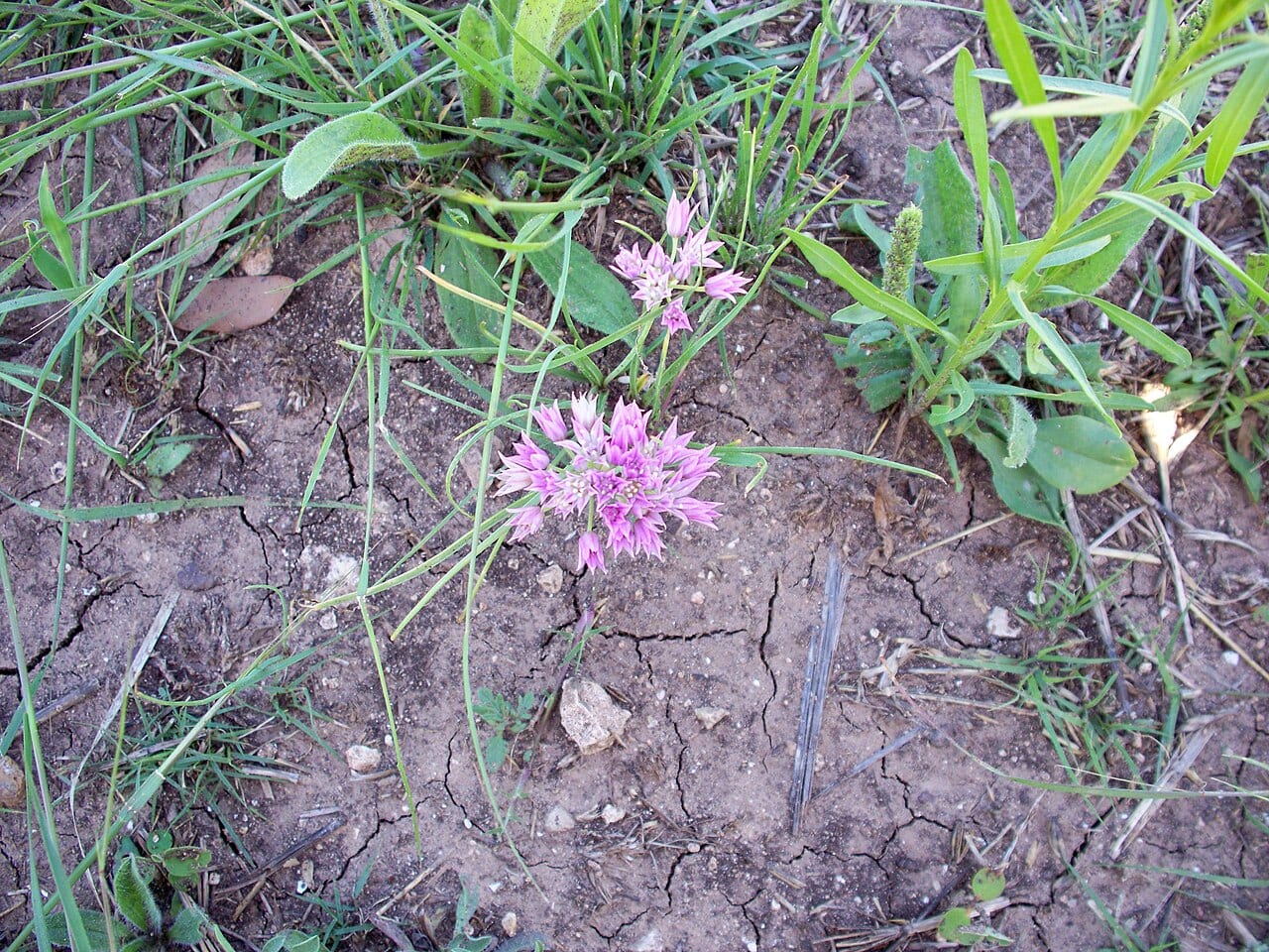 Drummond's onion (Allium drummondii)