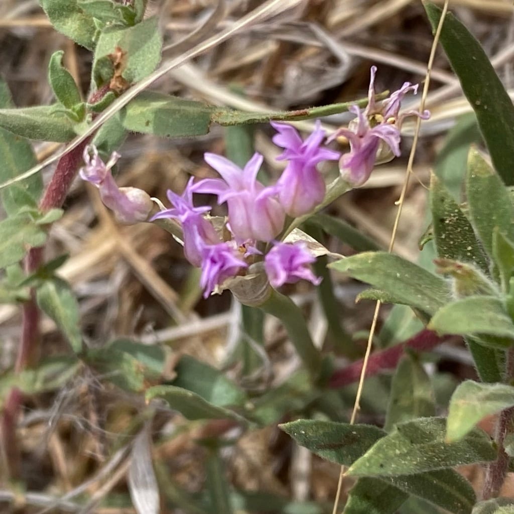 Plains onion (Allium perdulce var. perdulce)