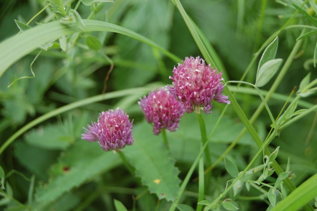 Wild chives (Allium schoenoprasum var. sibiricum)
