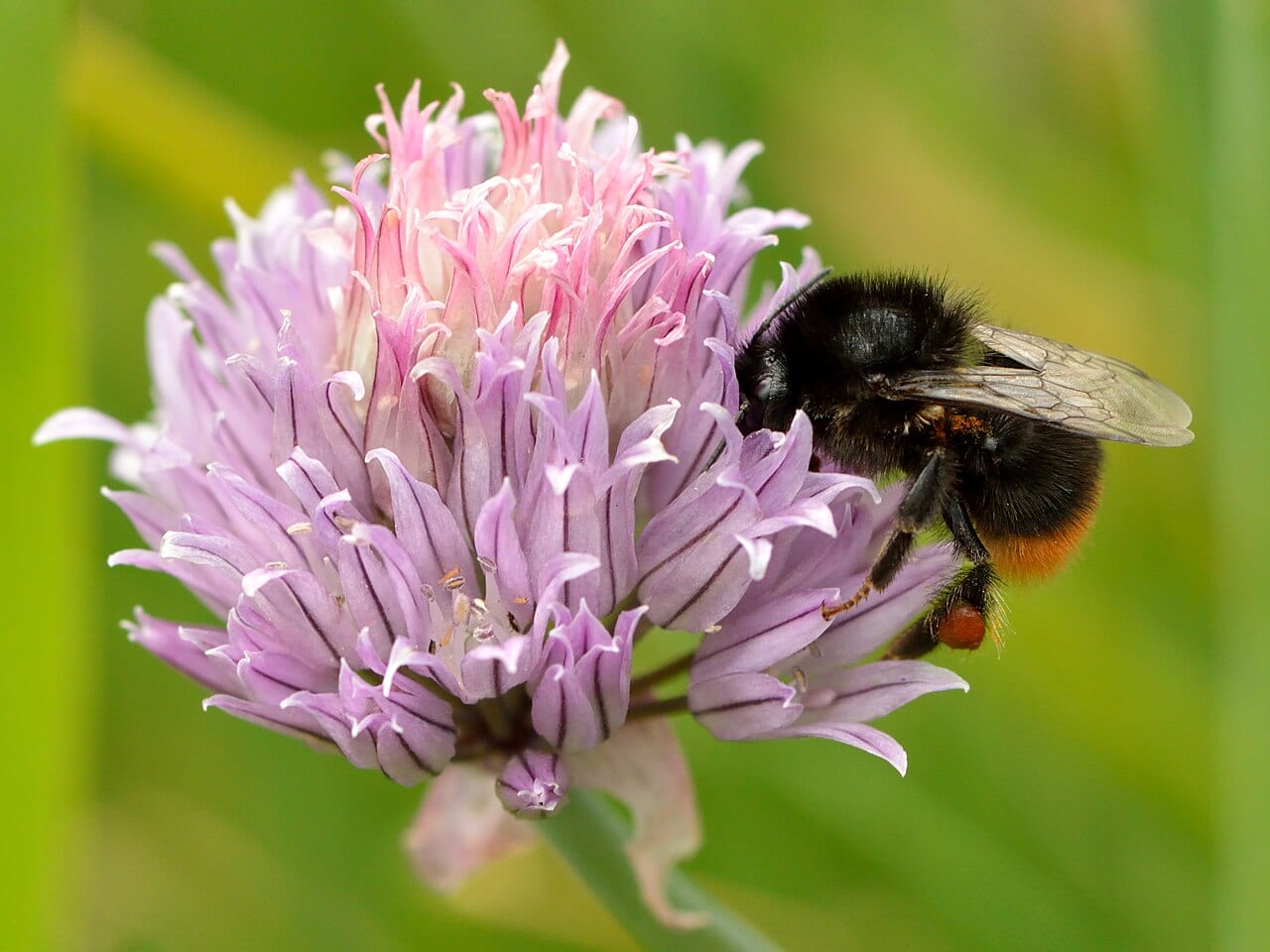 Wild chives (Allium schoenoprasum)