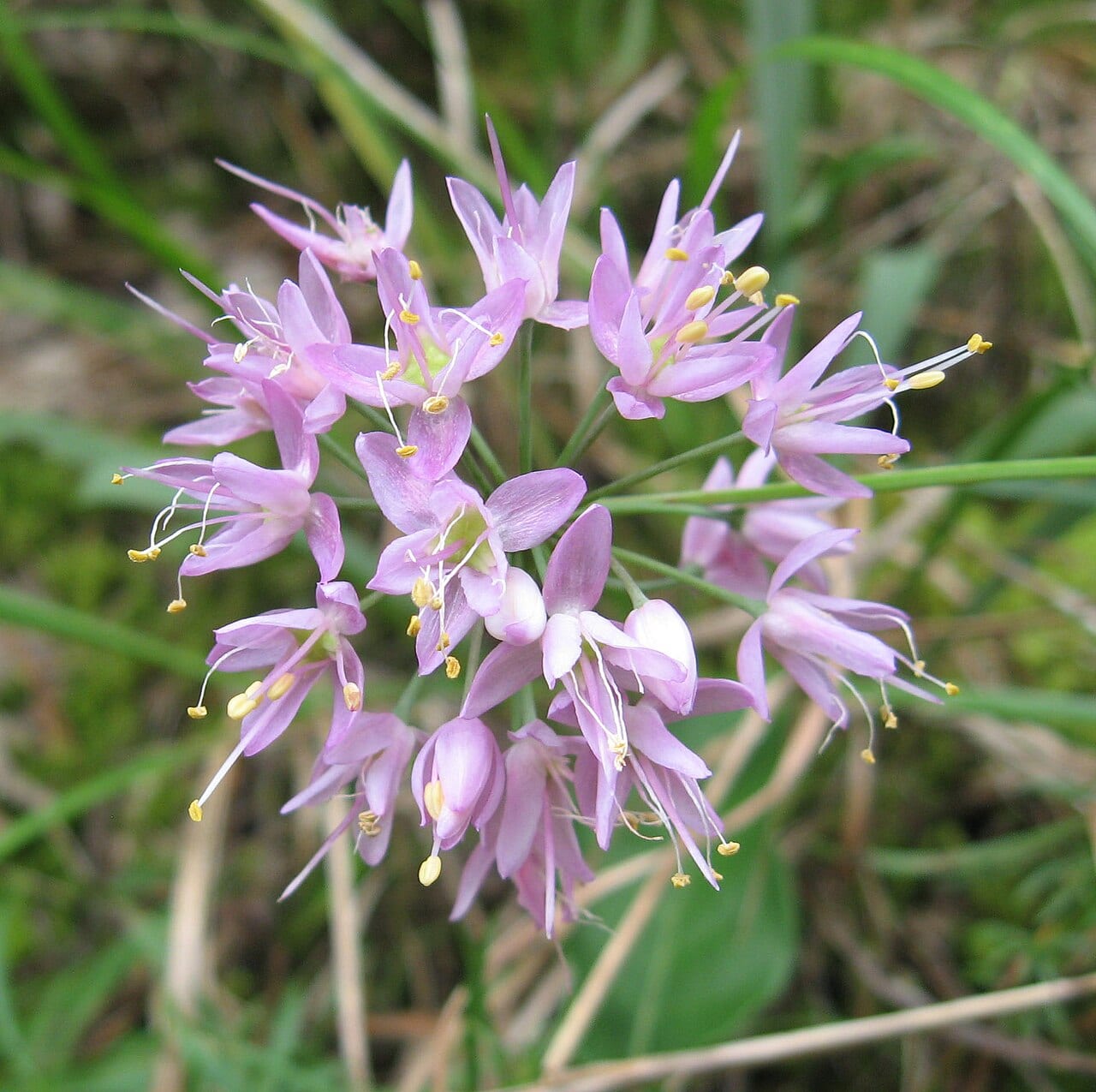Autumn onion (Allium stellatum)