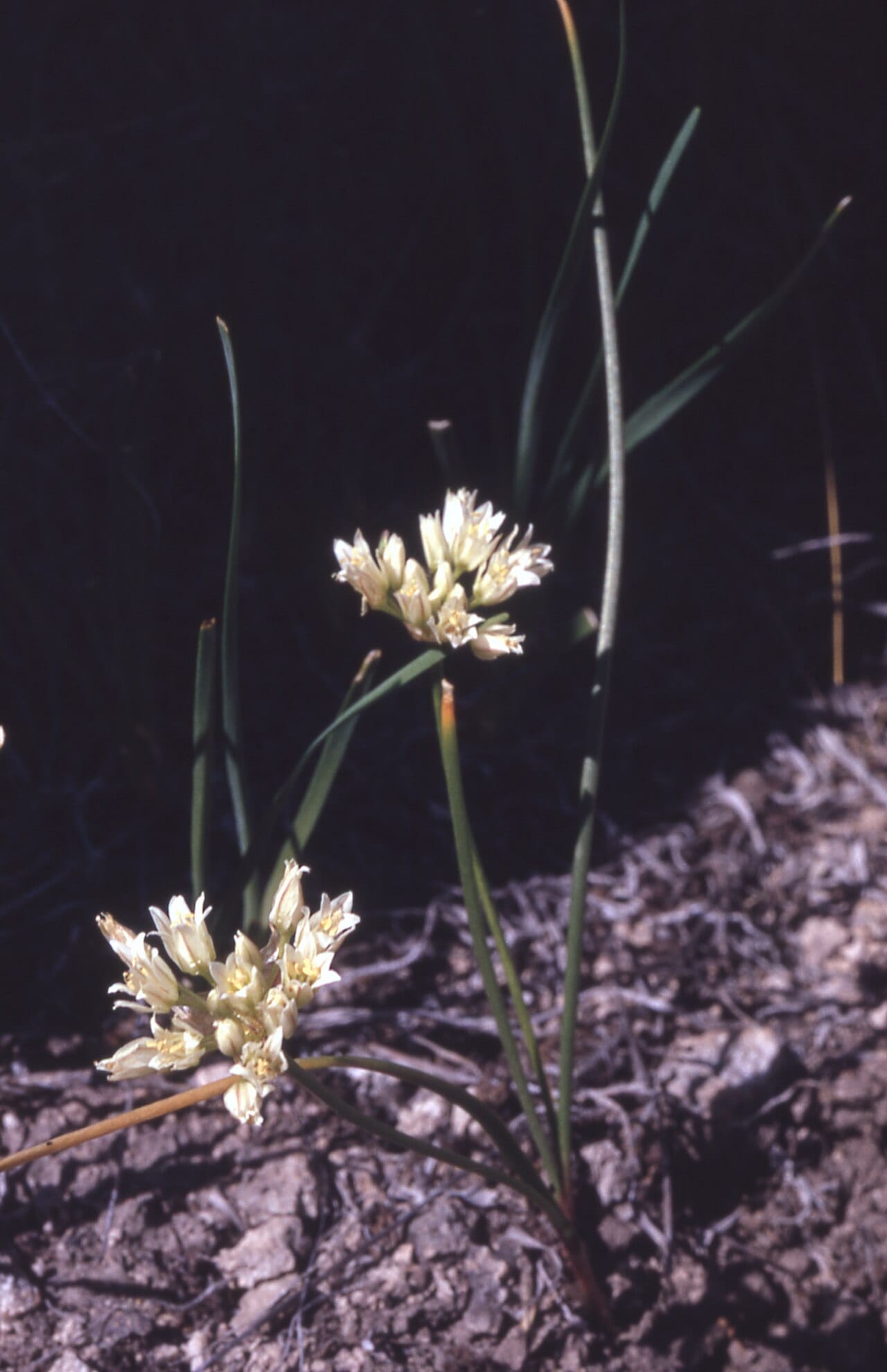 Textile onion (Allium textile)