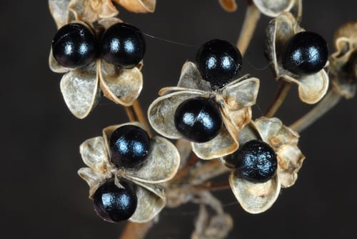 Wild leek (Allium tricoccum)