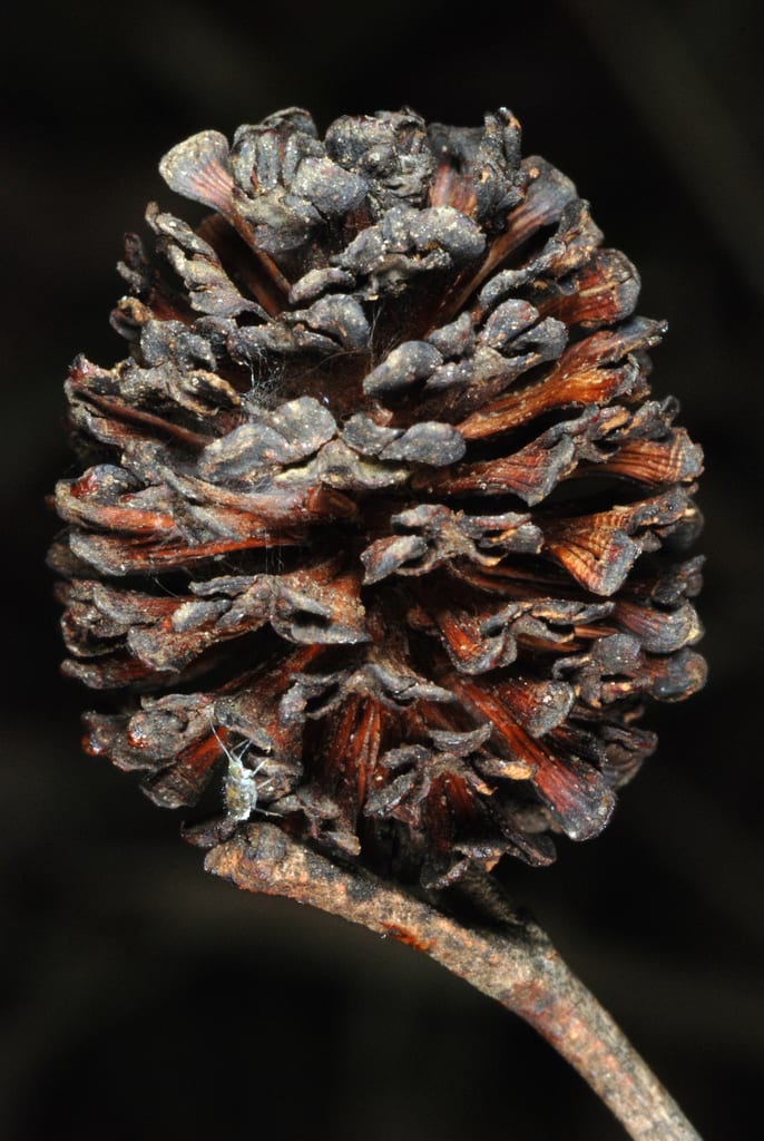 Oklahoma alder (Alnus maritima ssp. oklahomensis)