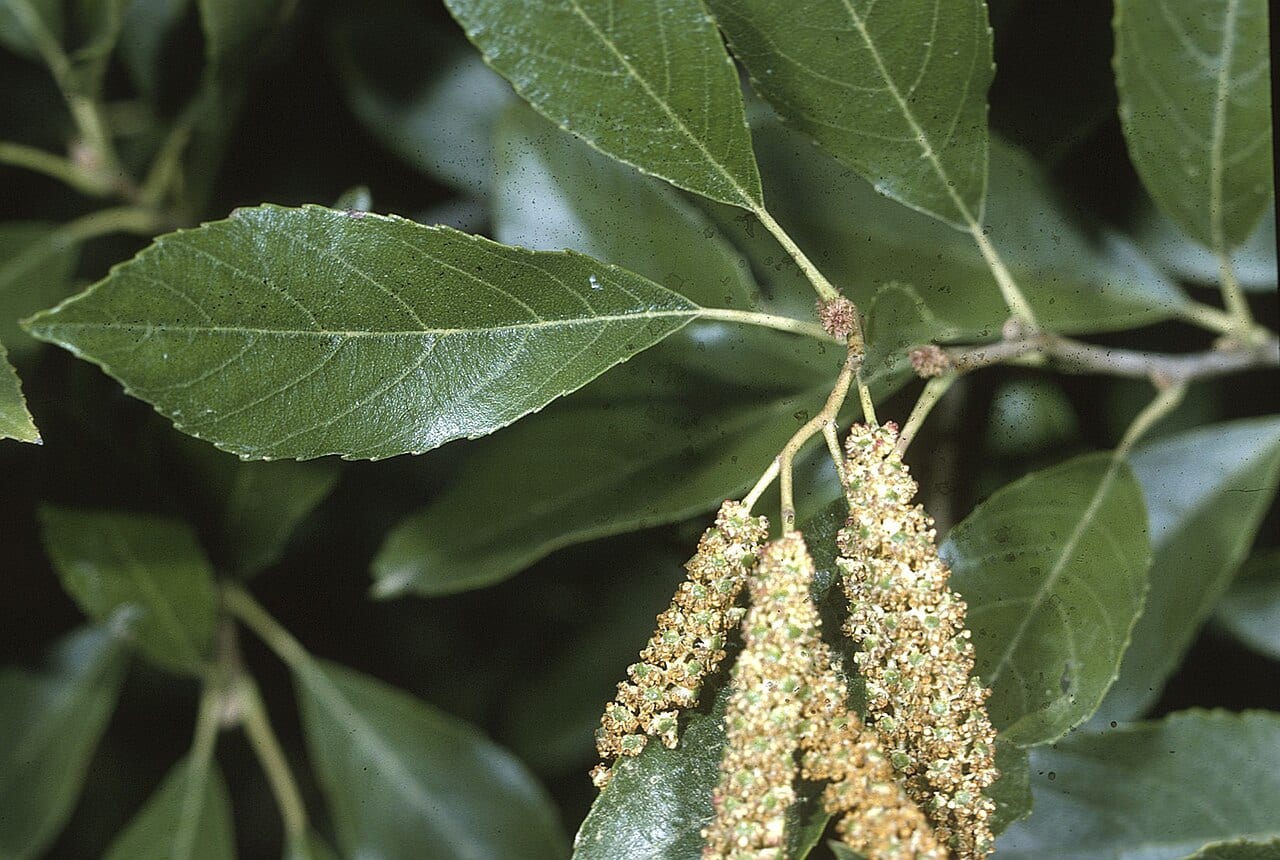 Seaside alder (Alnus maritima)