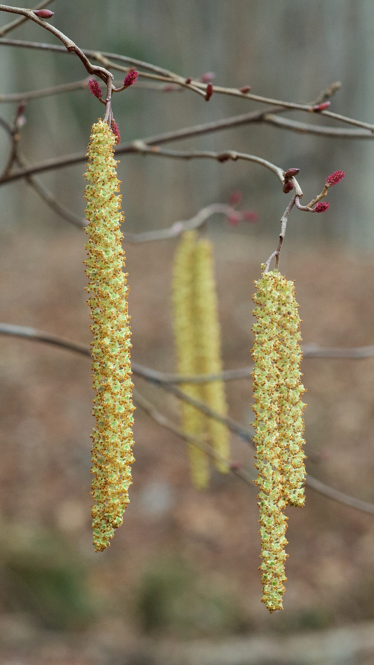 Smooth alder (Alnus serrulata)