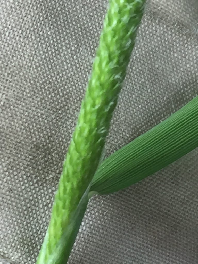 Shortawn foxtail (Alopecurus aequalis var. aequalis)