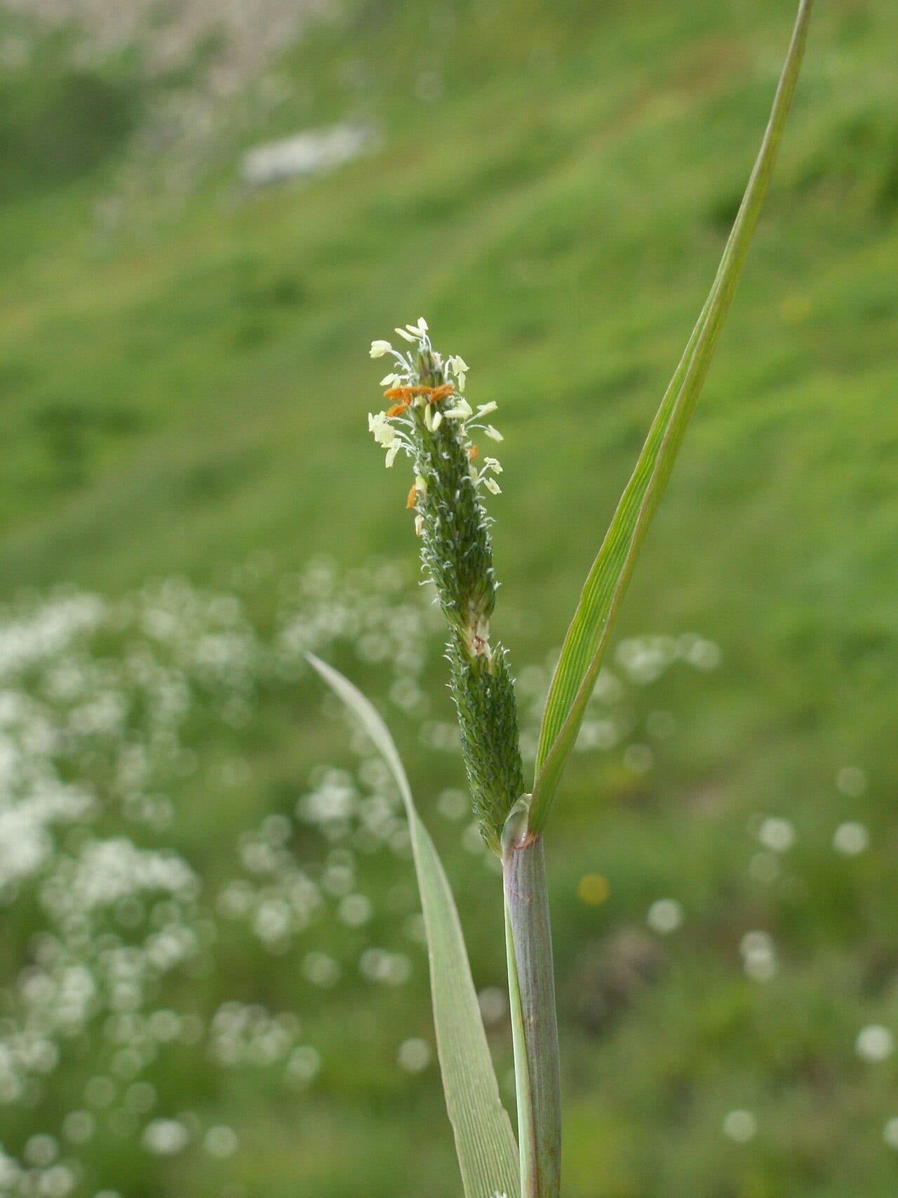 Shortawn foxtail (Alopecurus aequalis)