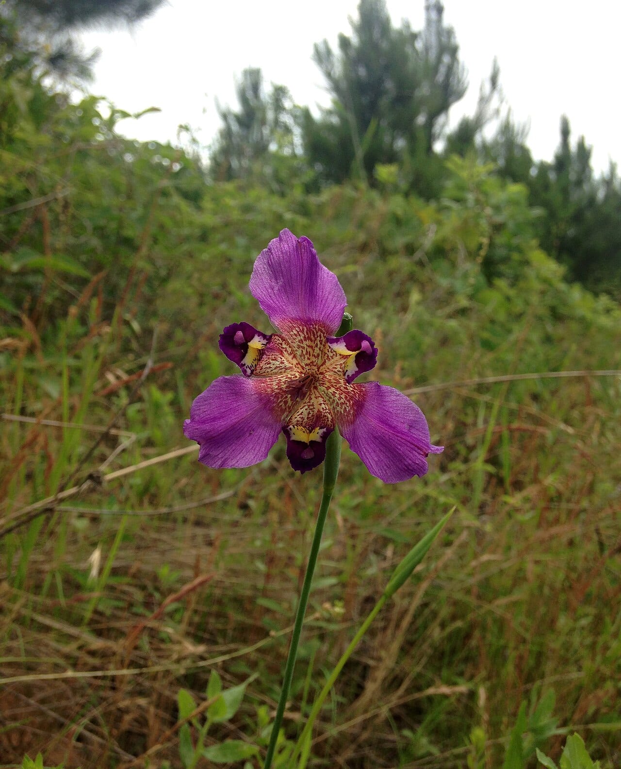 Propeller flower (Alophia drummondii)
