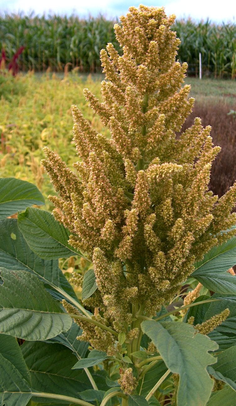 Slim amaranth (Amaranthus hybridus)