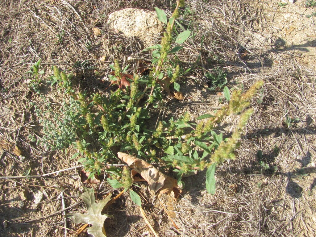 Green amaranth (Amaranthus powellii ssp. powellii)