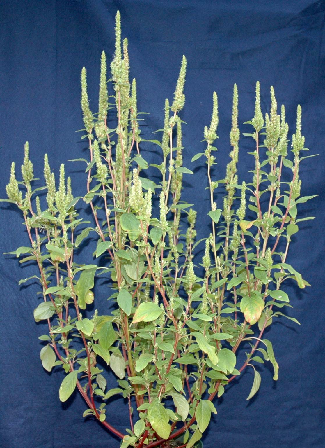 Powell's amaranth (Amaranthus powellii)