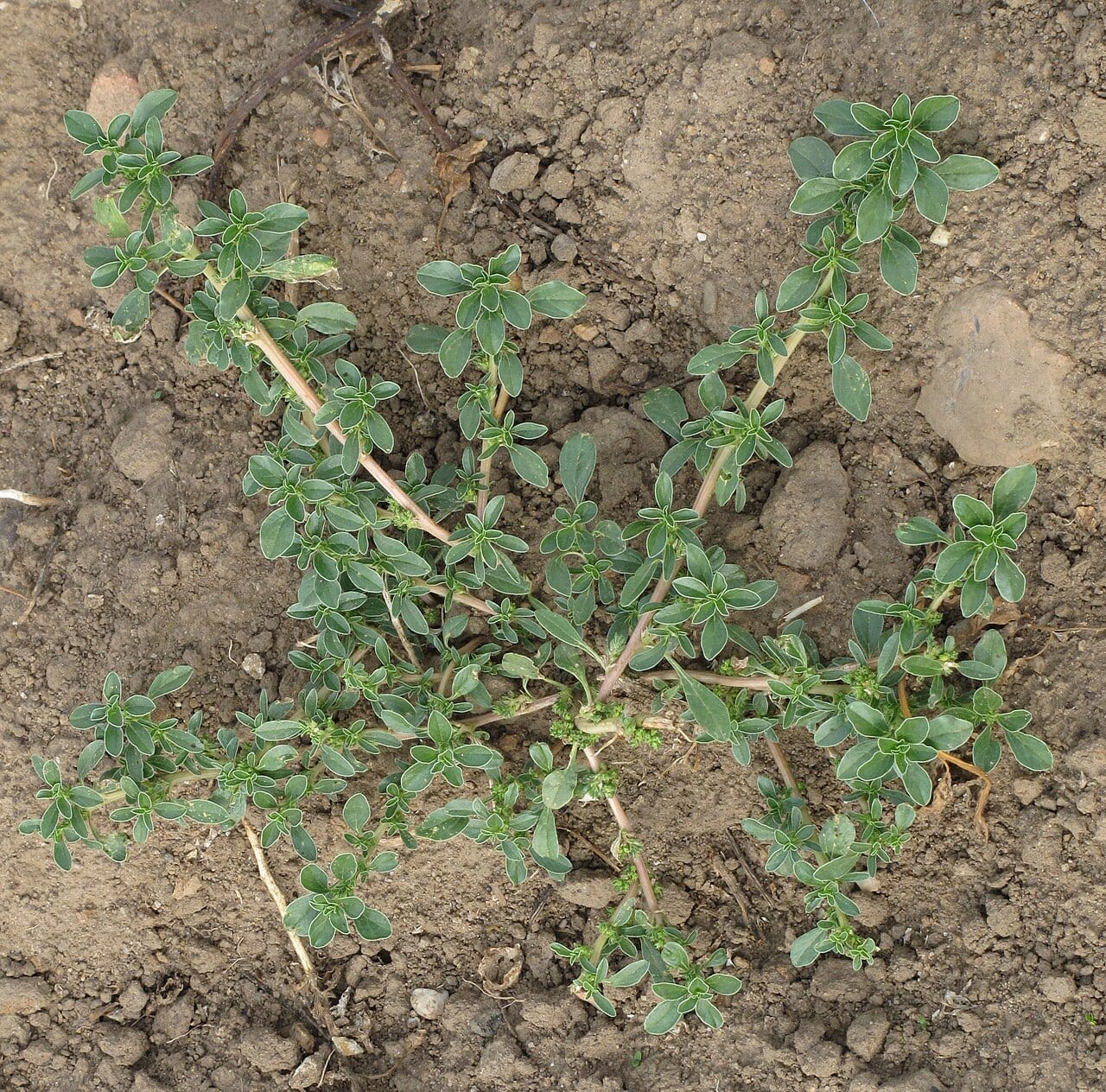 Bonebract amaranth (Amaranthus scleropoides)