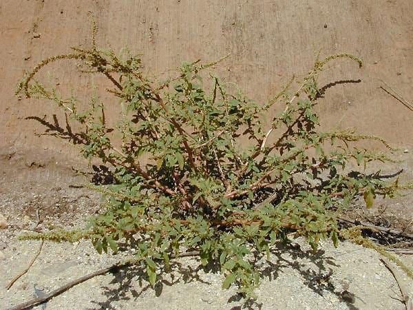 Spiny amaranth (Amaranthus spinosus)