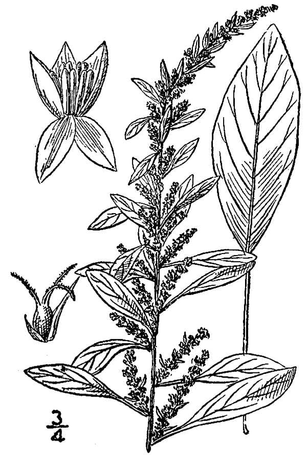 Roughfruit amaranth (Amaranthus tuberculatus)