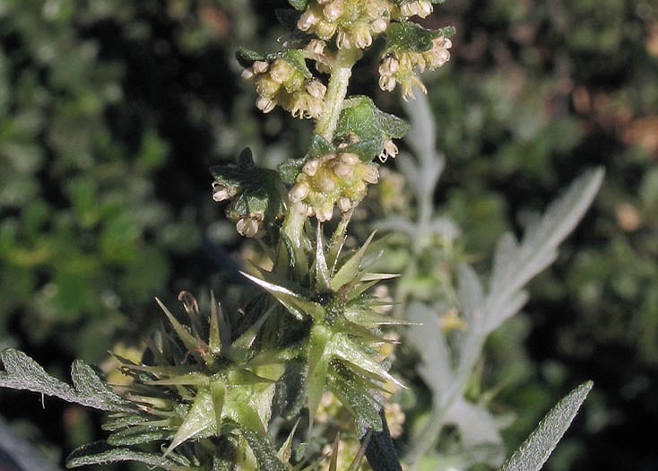 Flatspine bur ragweed (Ambrosia acanthicarpa)