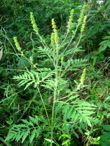 Annual ragweed (Ambrosia artemisiifolia var. artemisiifolia)