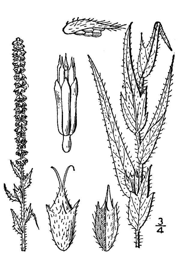 Ragweed (Ambrosia bidentata)