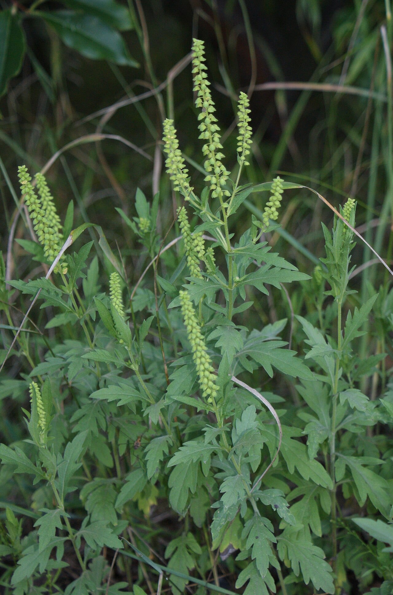 Cuman ragweed (Ambrosia psilostachya)