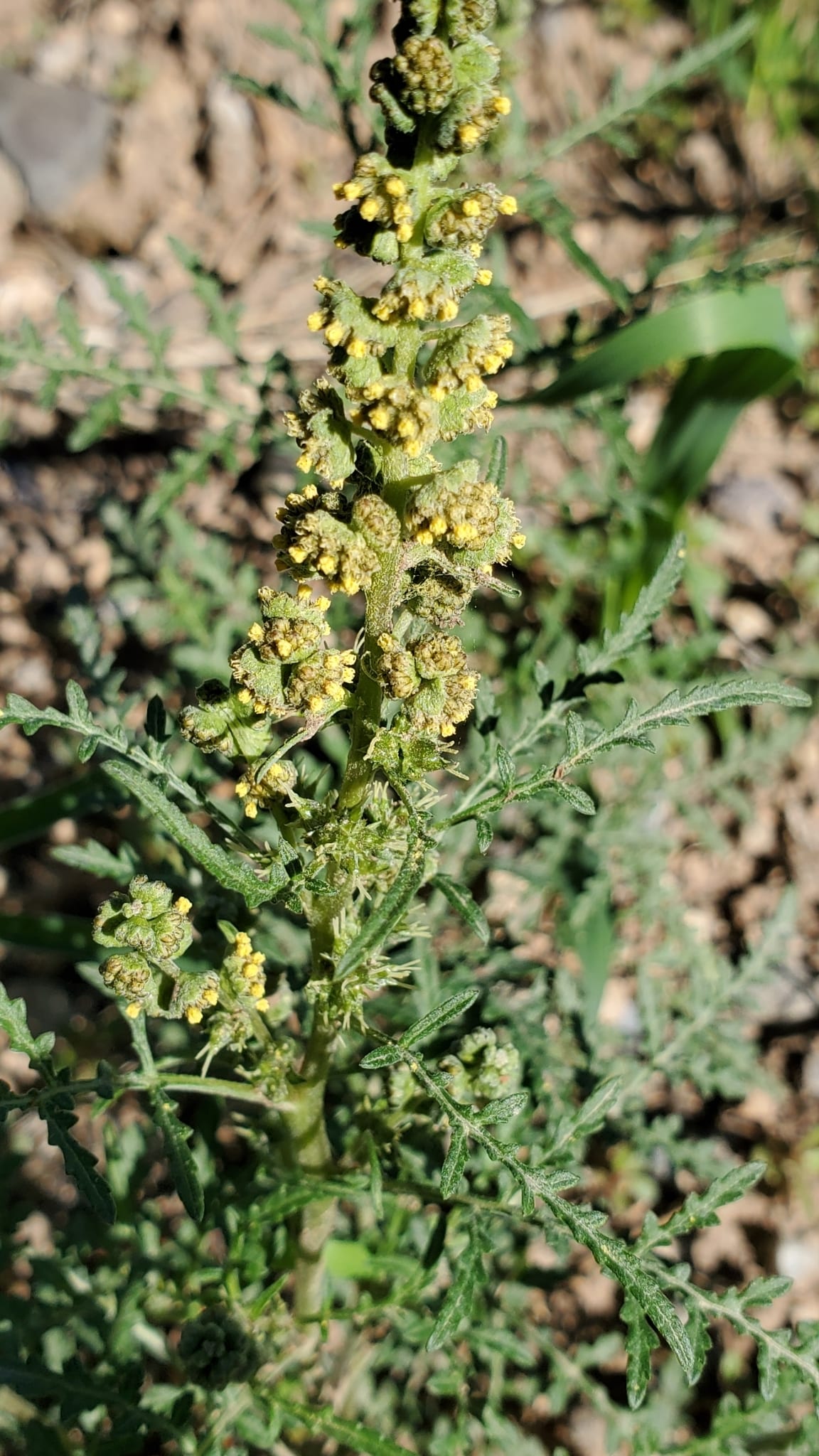Skeletonleaf bur ragweed (Ambrosia tomentosa)