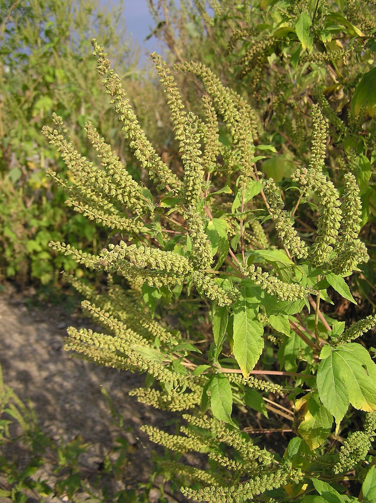 Great ragweed (Ambrosia trifida)