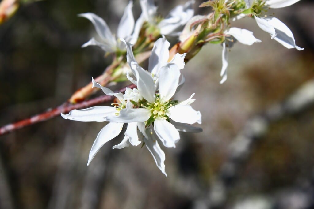 Alabama serviceberry (Amelanchier arborea var. alabamensis)