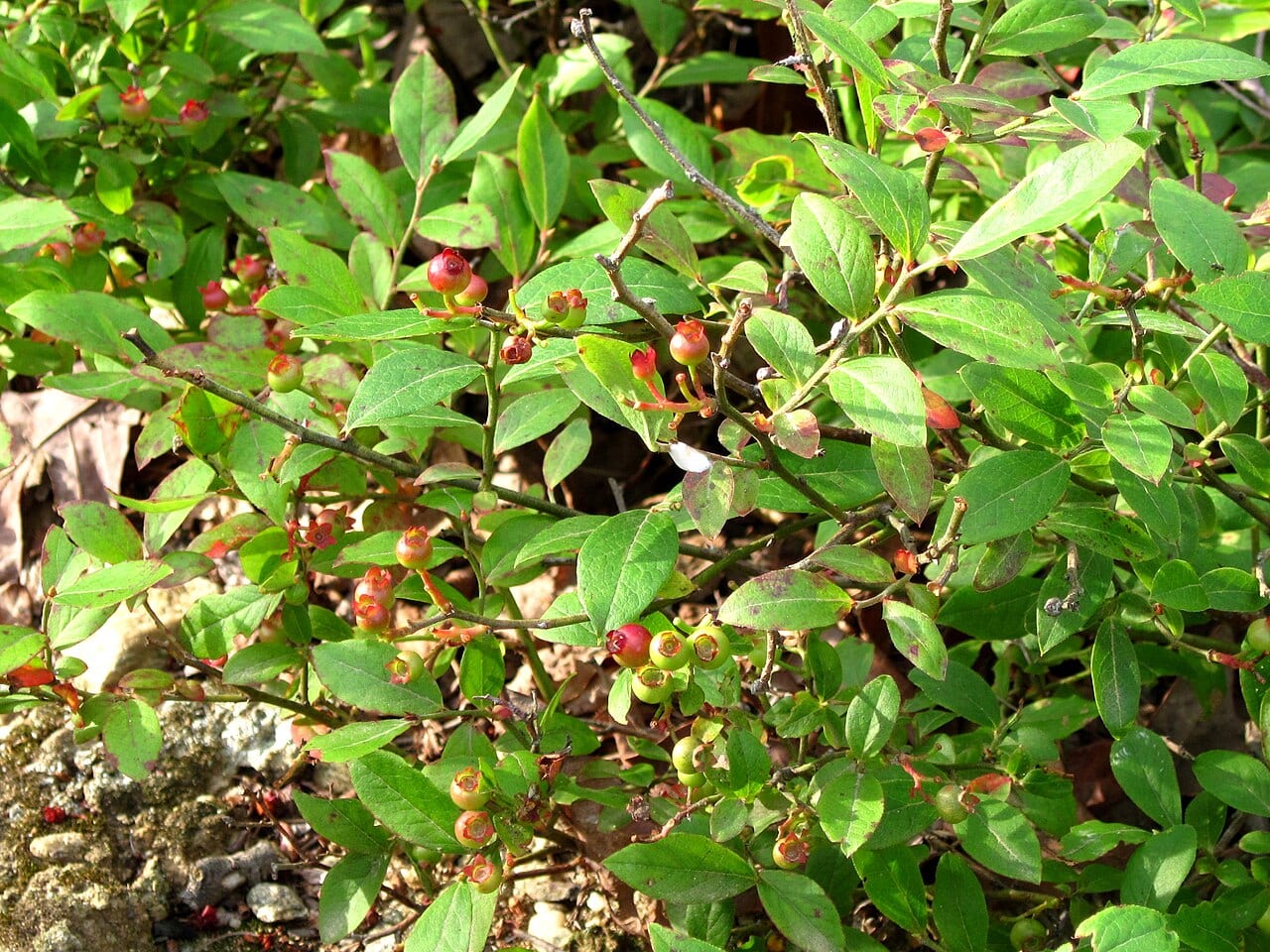 Low serviceberry (Amelanchier humilis)