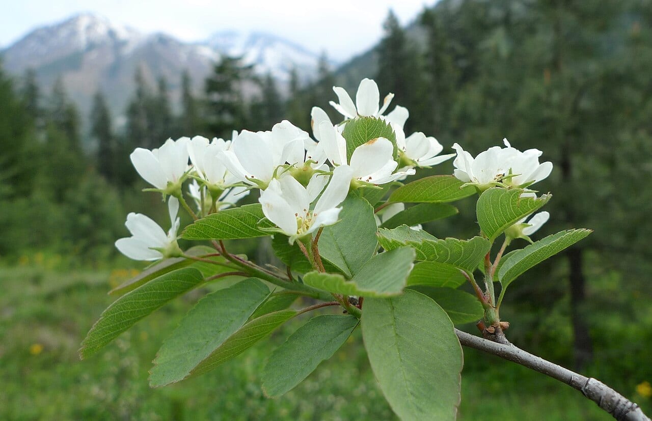 Dwarf serviceberry (Amelanchier pumila)