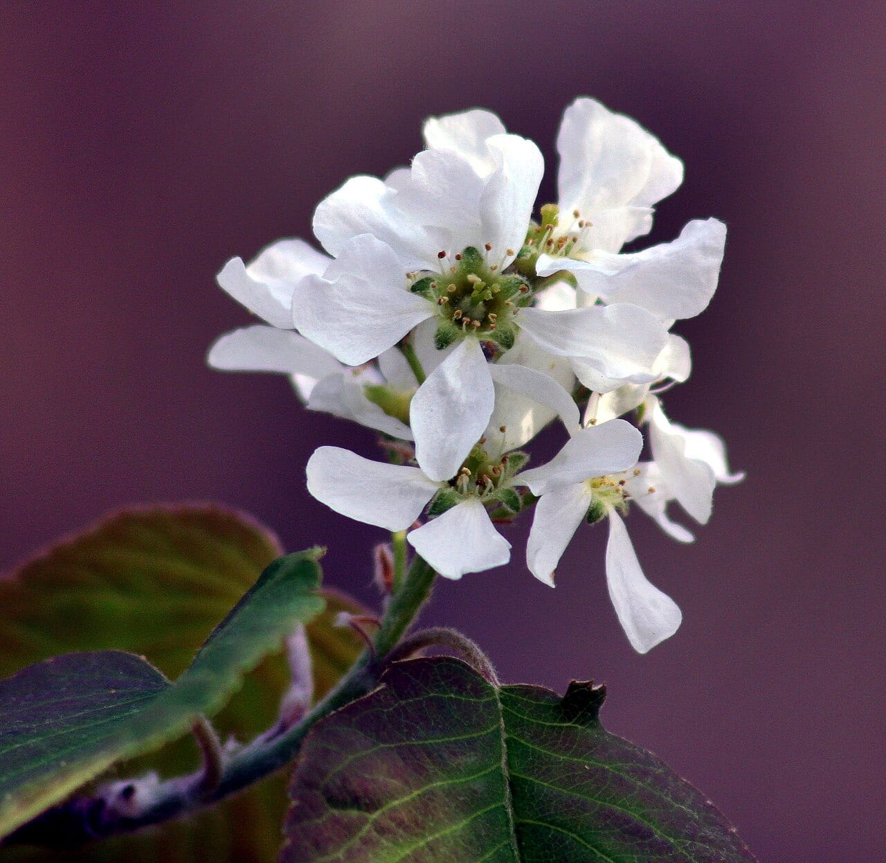 Running serviceberry (Amelanchier stolonifera)