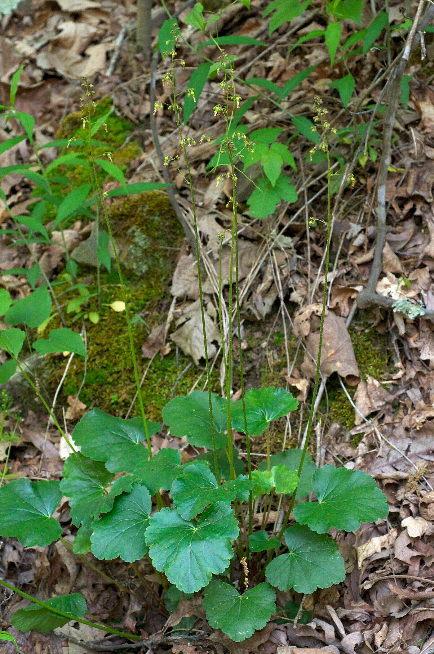 American Alumroot (Heuchera americana) showing marbled palmate foliage and airy bloom panicle