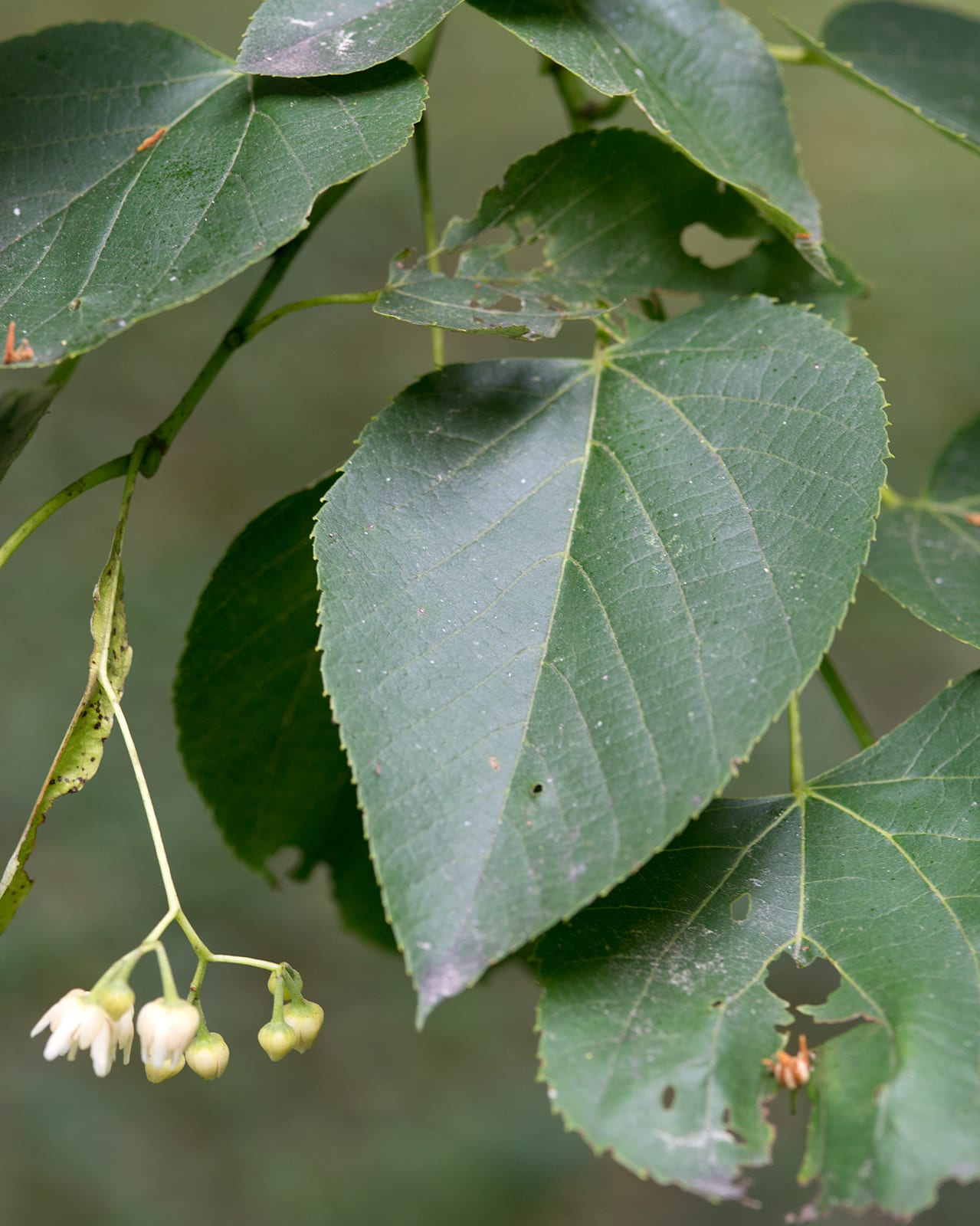 American Basswood (Tilia americana)