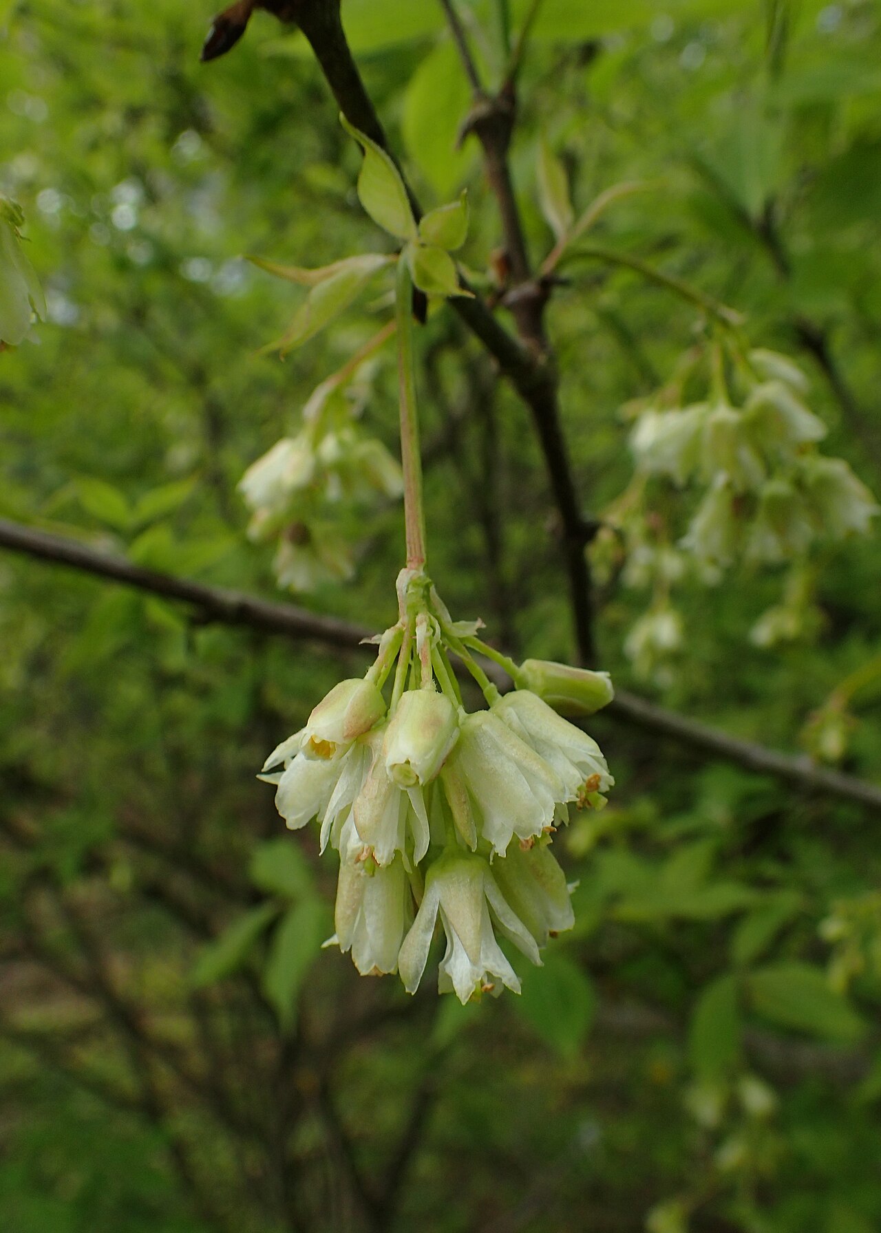 American Bladdernut (Staphylea trifolia) with white bell flowers and inflated seed pods