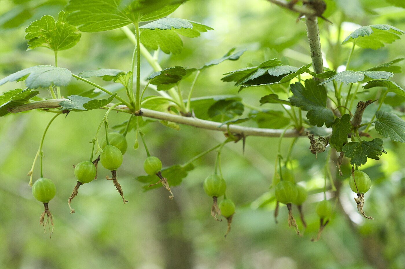 American Gooseberry (Ribes missouriense) showing thorns, palmate leaves, and ripening green berries